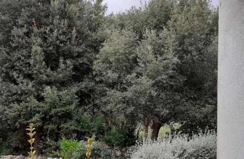 Conca Apartment | Appartement en rez de jardin à Conca corse du sud
