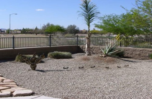 Mission Royale House | On The 14th Green ~ BEAUTIFUL WINTER VACATION HOME IN MISSION ROYALE CASA GRANDE