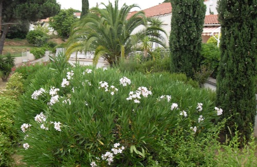 Afa Villa | Rental villa F4 - sleeps 8 with swimming pool Corse du sud