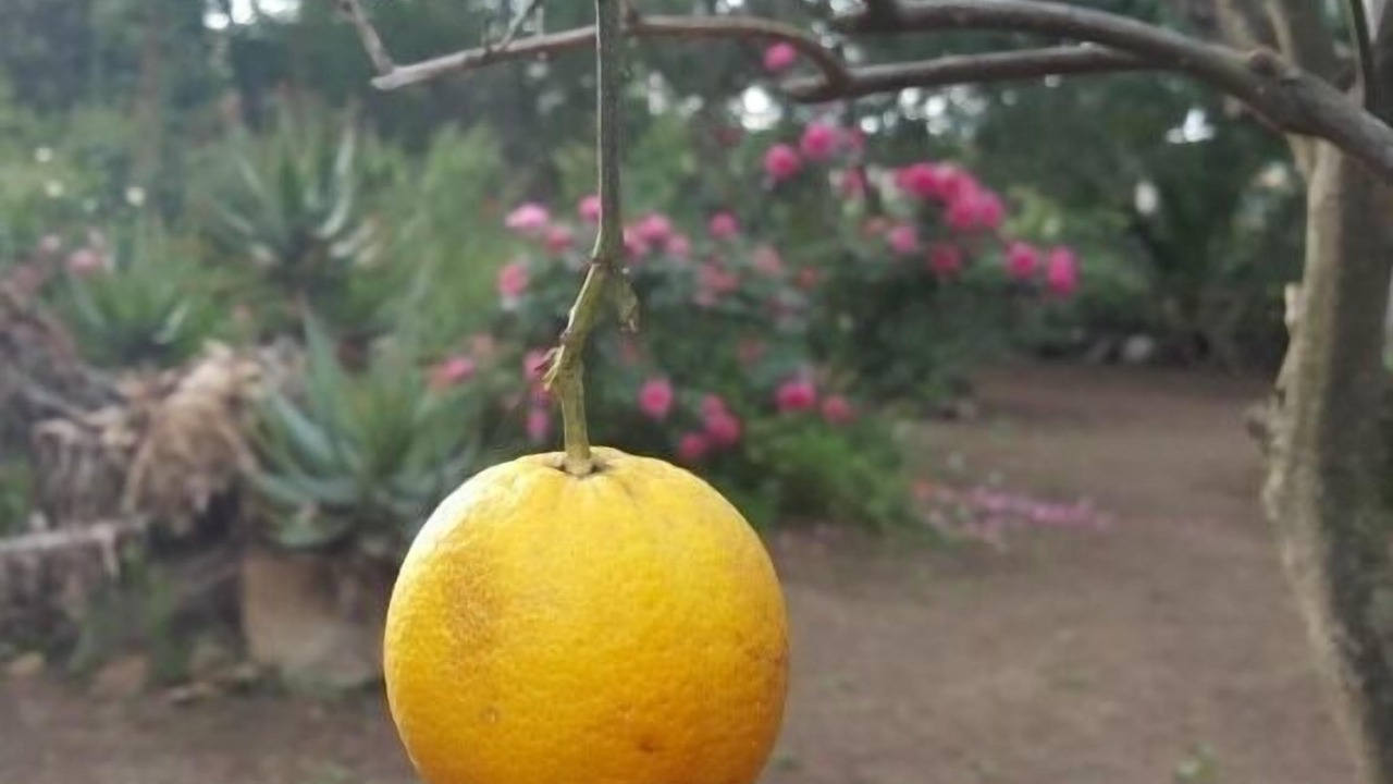 Photo of Outdoor in Calvi