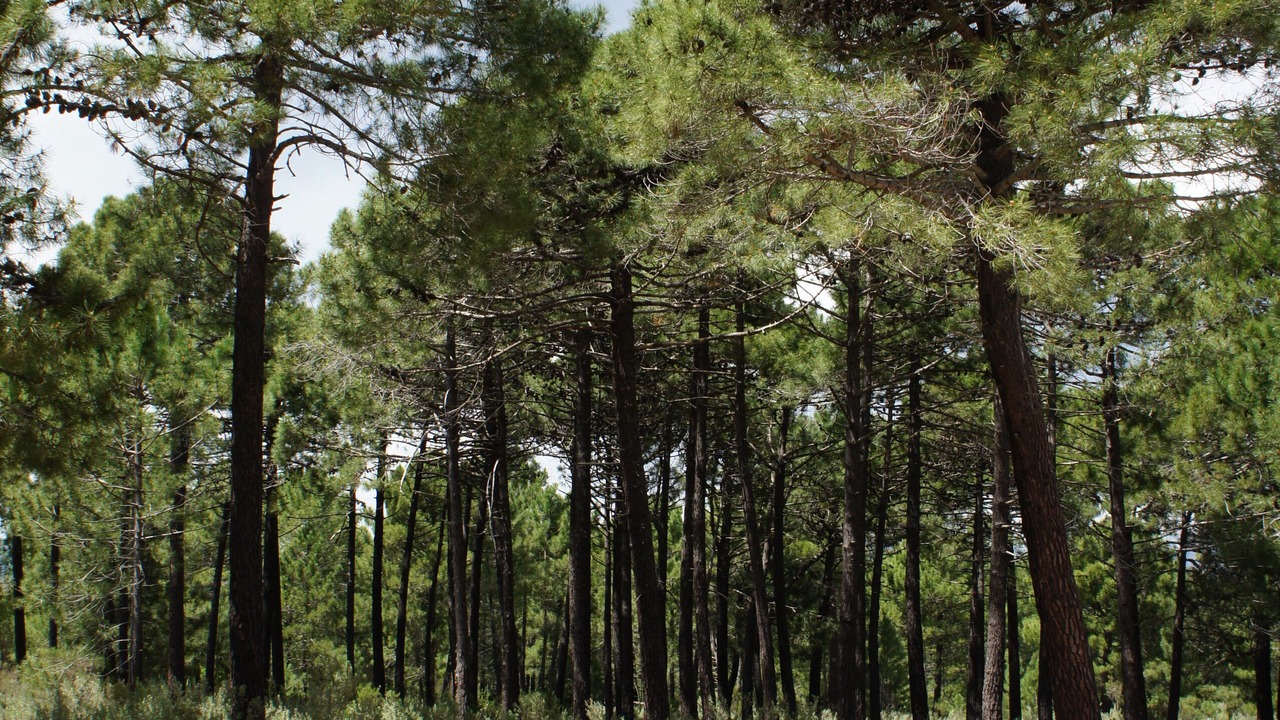 Photo of Outdoor in Pinarellu