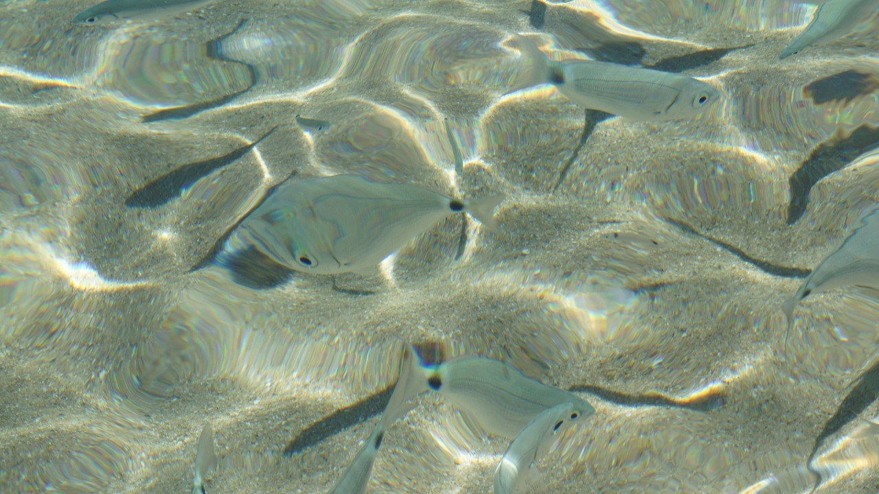 Photo of Others in Pinarellu