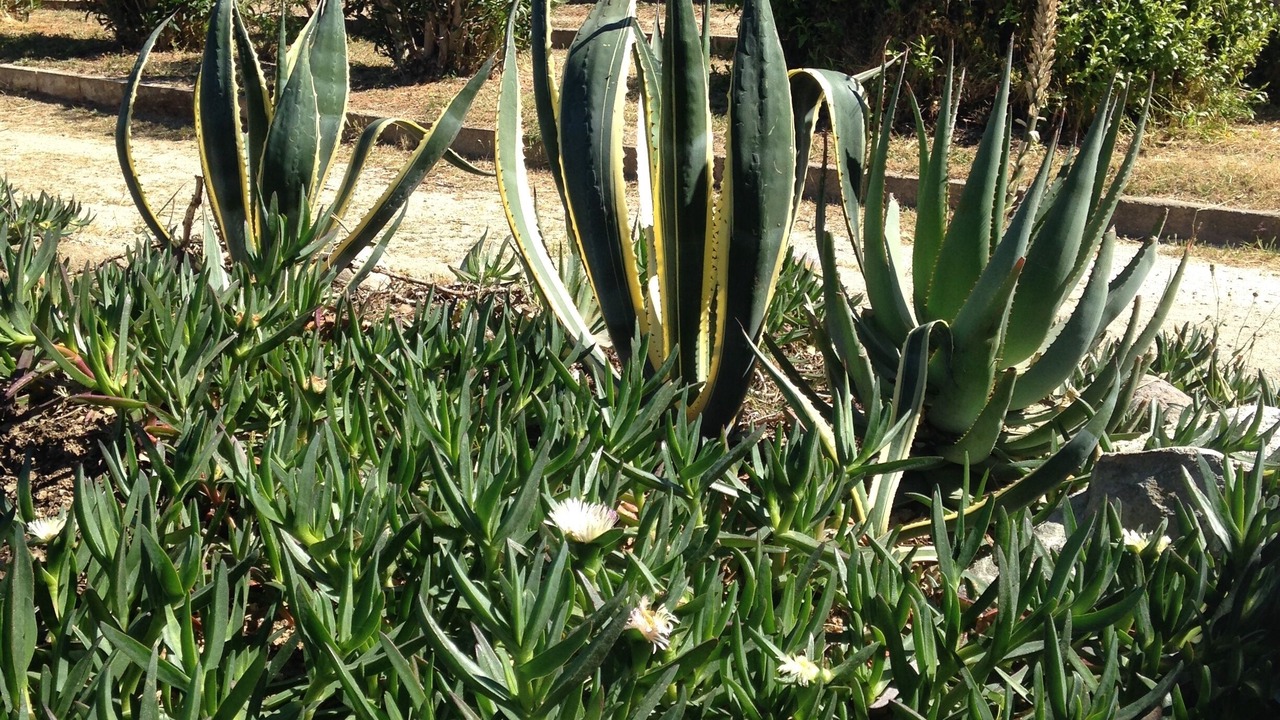 Photo of Outdoor in Marine de Saint Ambroggio