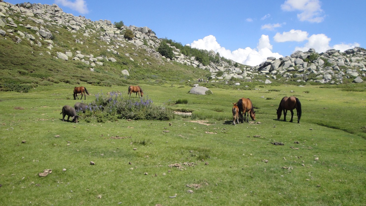 Photo of Outdoor in Propriano