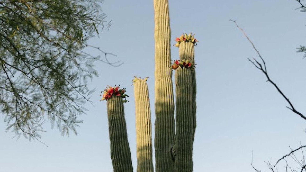 Photo of Others in Tucson