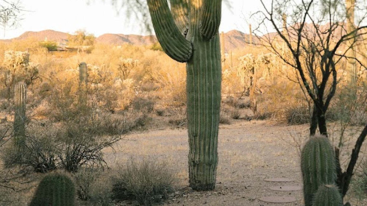 Photo of Outdoor in Tucson