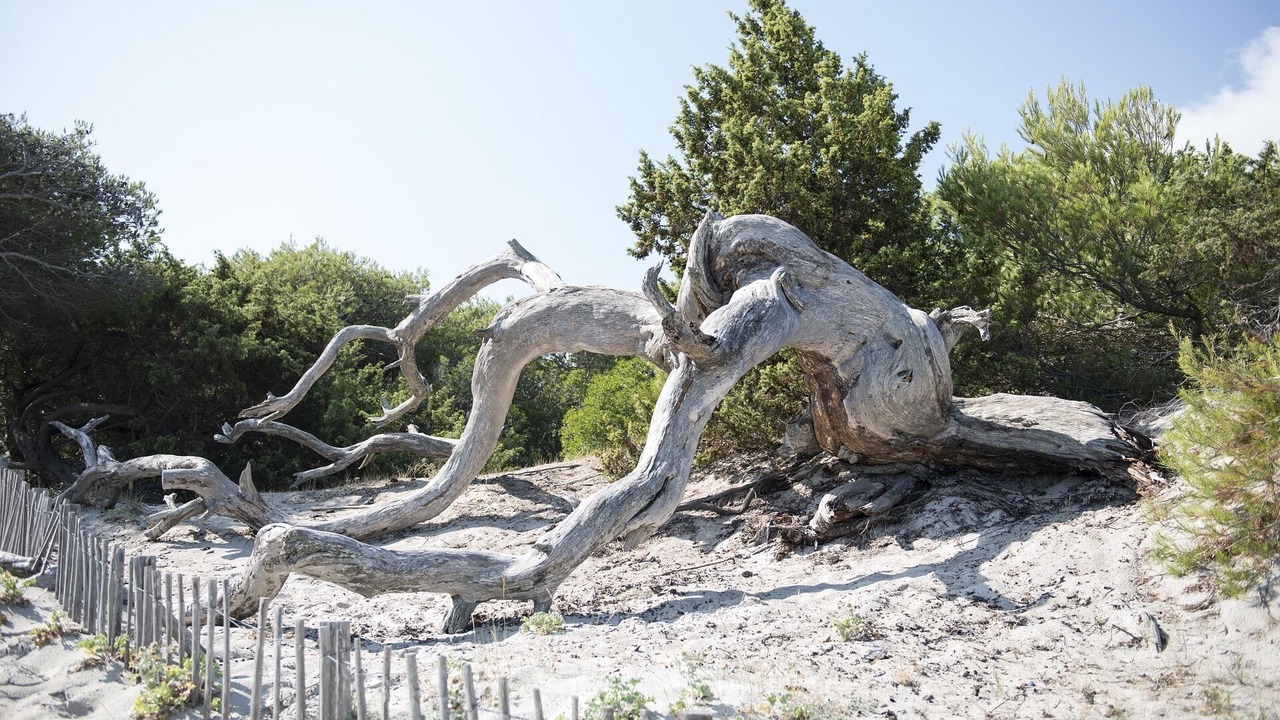 Photo of Others in Bastia