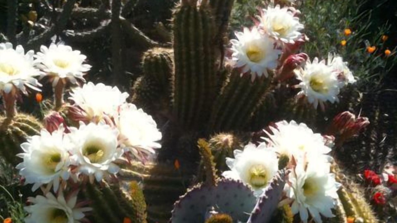Photo of Outdoor in Cottonwood